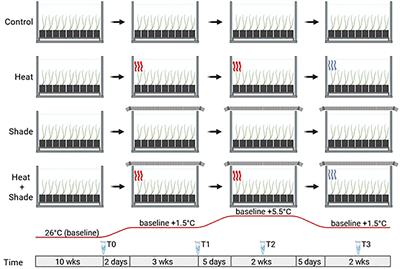 Comparative gene co-expression networks show enrichment of brassinosteroid and vitamin B processes in a seagrass under simulated ocean warming and extreme climatic events